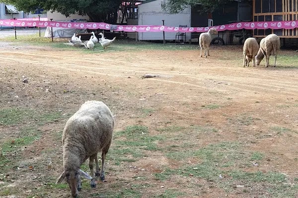 Sofular Köyū Halk Plajı - Resim 16