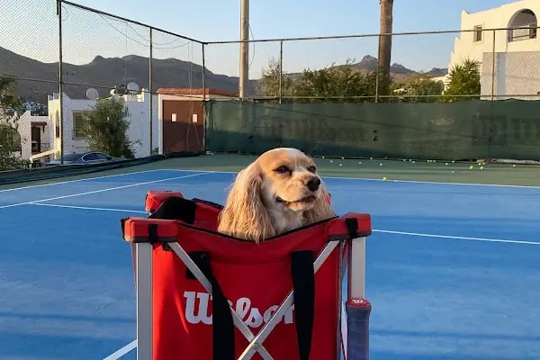 Bi’ Tenis Rüyakent Bodrum - Resim 3