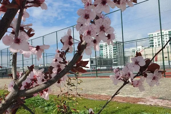 Diyarbakır opta tenis - Resim 13