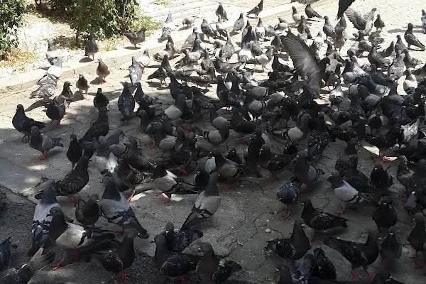 1. Çiçek Parkı - Resim 17
