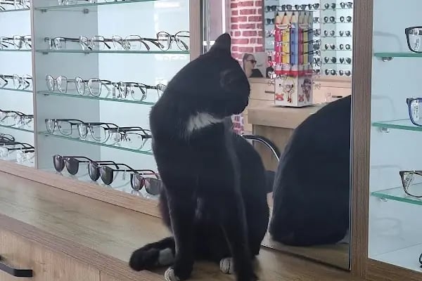 Adem Optik Adana Tellidere Gözlükçü - Resim 4