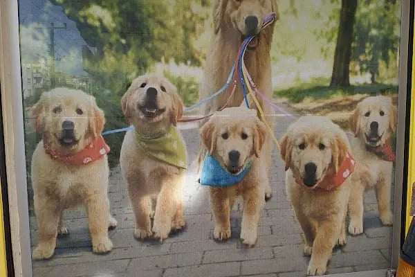 Yuvam Veteriner Kliniği - Resim 1