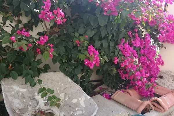 Club Onat Garden - Resim 10