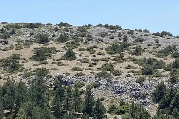 Spil Dağı Milli Parkı Orman Köşk Evleri - Resim 16