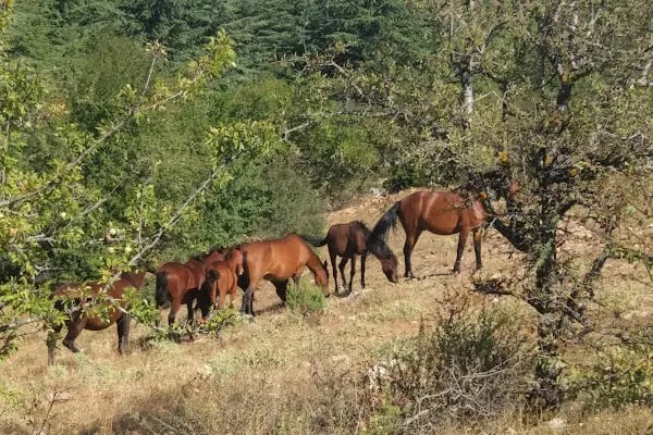 Spil Dağı Milli Parkı Orman Köşk Evleri - Resim 20