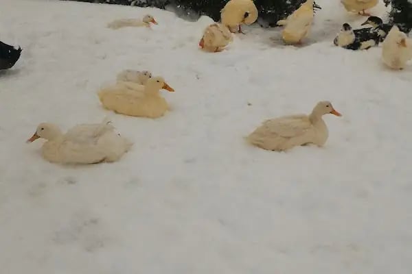 Sevgi Parkı - Resim 14