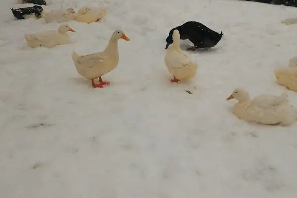 Sevgi Parkı - Resim 19