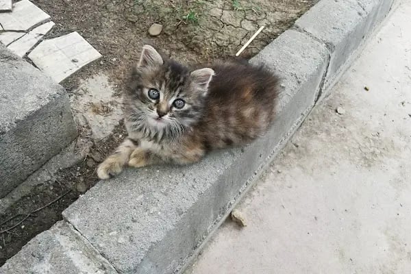ESÇEM Enerji Sistemleri ve Çevre Etüt Merkezi - Resim 17