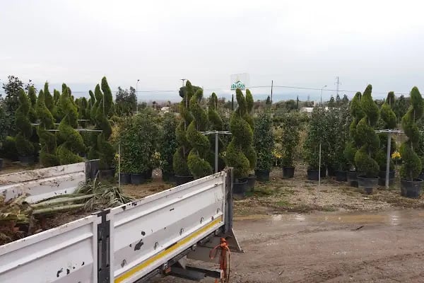 Armagan Cicekcilik - Resim 8