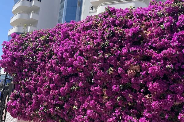 My Marine Residence Mahmutlar / Alanya - Resim 6