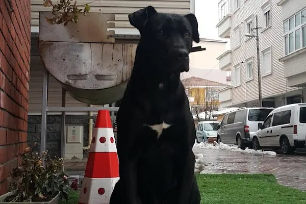 Bahcekoy Milli Parklar Sefligi - Resim 5