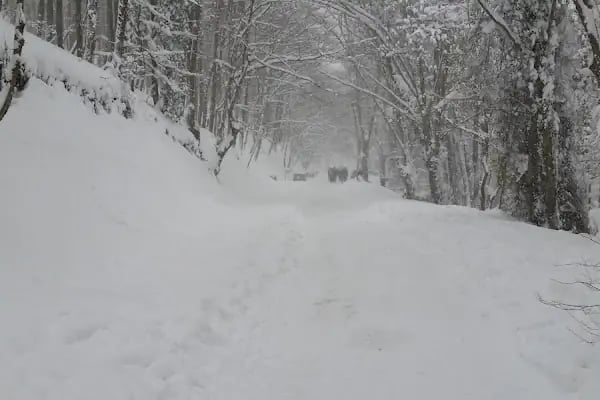 Bahcekoy Milli Parklar Sefligi - Resim 8