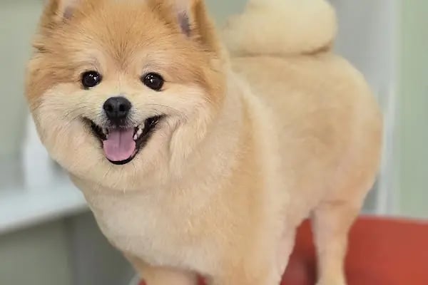 Coco's house petshop - Resim 6