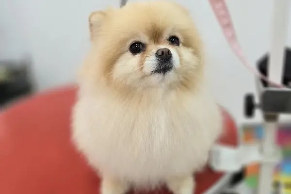 Coco's house petshop - Resim 11