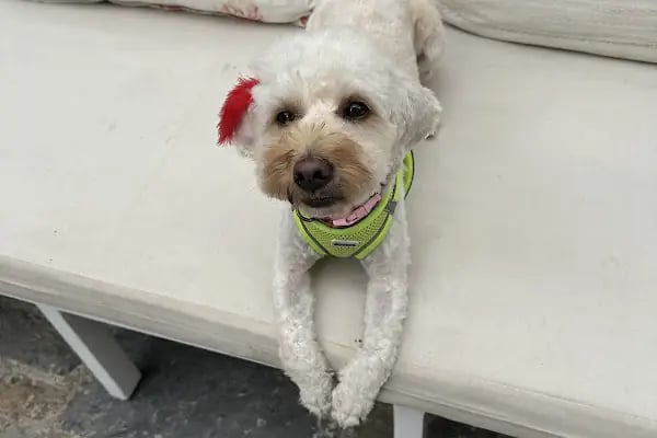 Coco's house petshop - Resim 5
