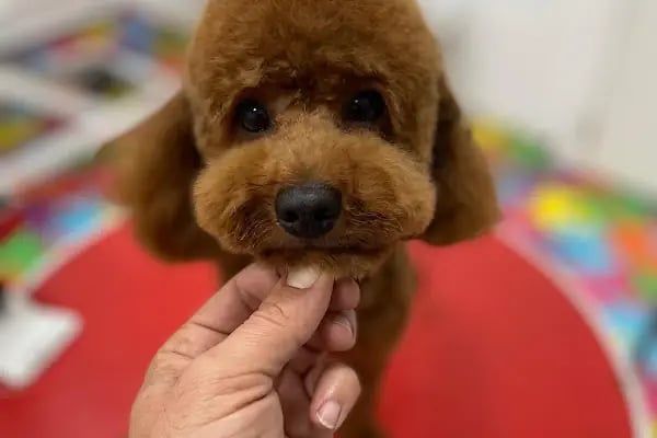 Coco's house petshop - Resim 8