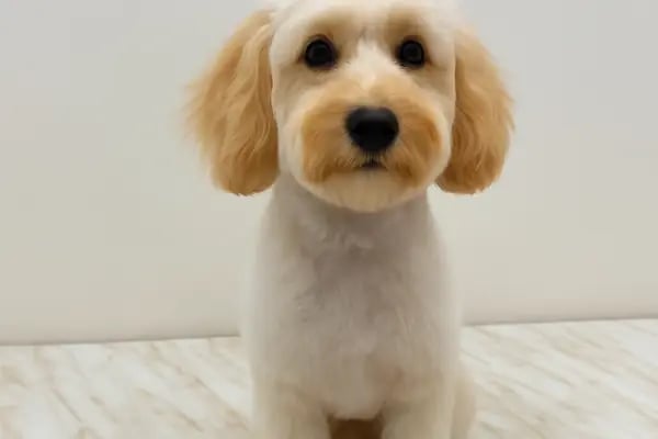 Coco's house petshop - Resim 19