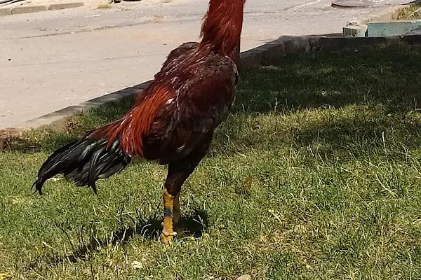 Eski Mezat Bahcesi - Resim 10