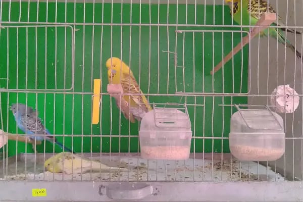 AYAZ PETSHOP - Resim 8
