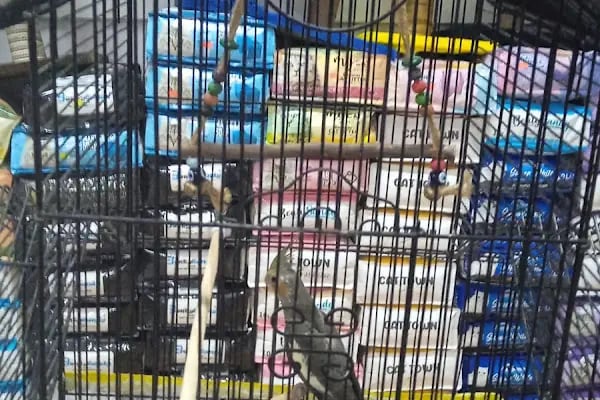AYAZ PETSHOP - Resim 2