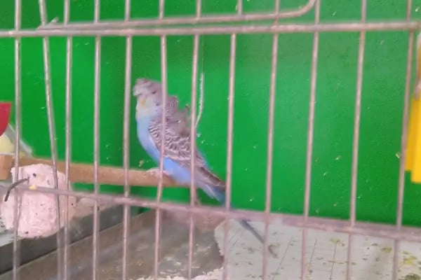 AYAZ PETSHOP - Resim 14