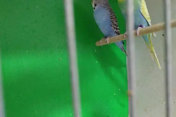 AYAZ PETSHOP - Resim 16