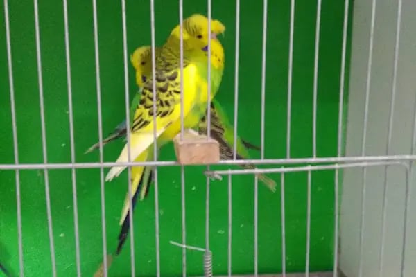 AYAZ PETSHOP - Resim 20