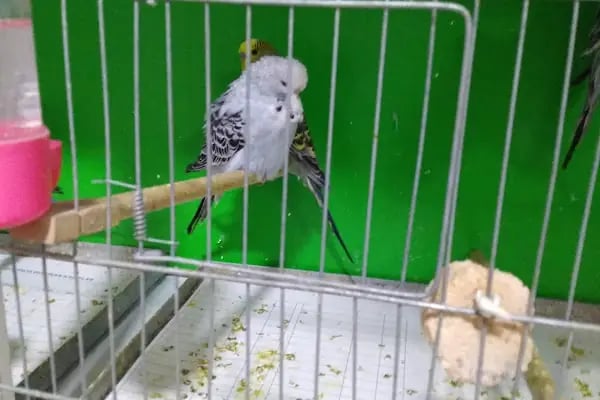 AYAZ PETSHOP - Resim 5