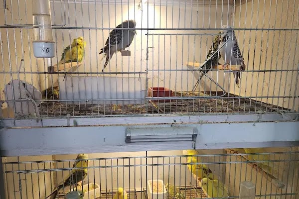 AYAZ PETSHOP - Resim 15