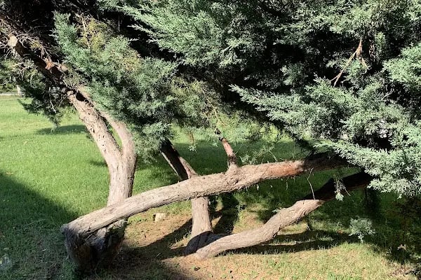 Trakya Üniversitesi Tıp Fakültesi Hst. - Resim 8