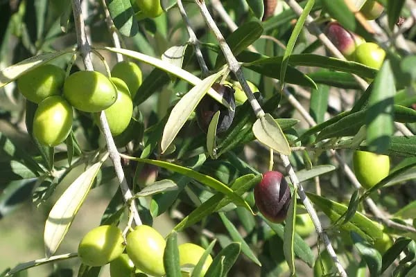 Alp Agronixs Balıkesir Merkez - Resim 14
