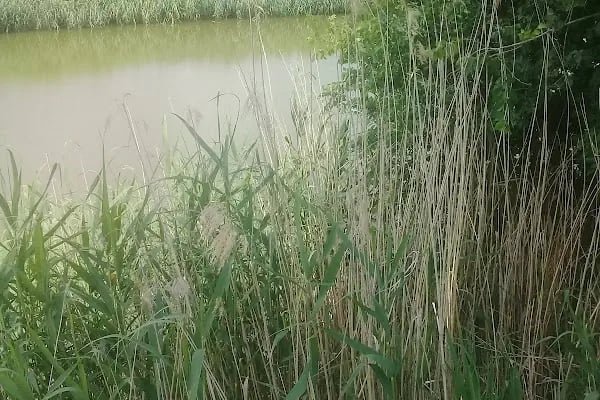 Aşağı Dip Gölü Doğa Parkı - Lac à Aydın - Resim 3
