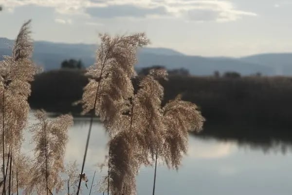 Aşağı Dip Gölü Doğa Parkı - Lac à Aydın - Resim 18