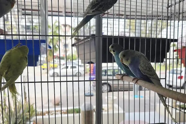 Mamatalya Pet Shop - Resim 12