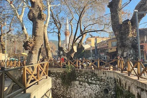 Kunduracı Çınarı Tabiat Anıtı - Resim 3
