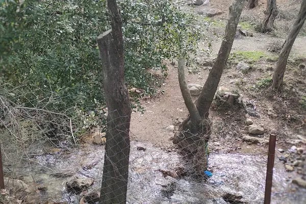 Kunduracı Çınarı Tabiat Anıtı - Resim 15