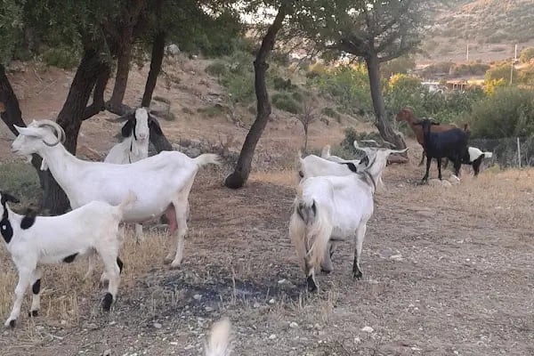 Kunduracı Çınarı Tabiat Anıtı - Resim 10