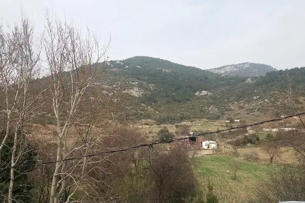 Kunduracı Çınarı Tabiat Anıtı - Resim 5