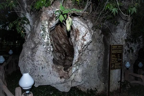 Kunduracı Çınarı Tabiat Anıtı - Resim 17