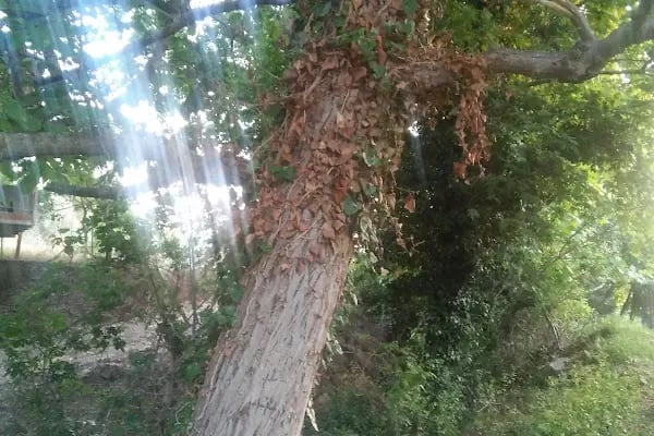 Kunduracı Çınarı Tabiat Anıtı - Resim 18