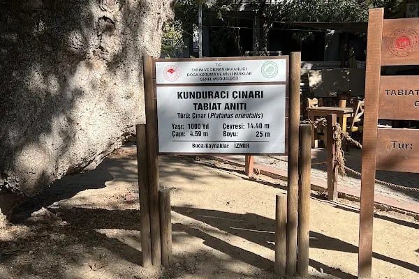Kunduracı Çınarı Tabiat Anıtı - Resim 4