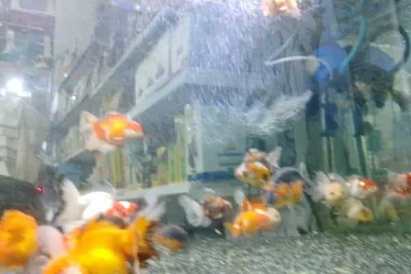 Asya Petshop - Resim 11