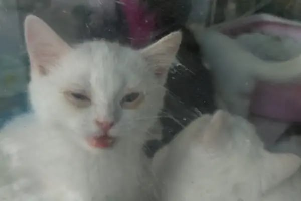 Asya Petshop - Resim 14