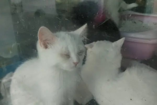 Asya Petshop - Resim 17