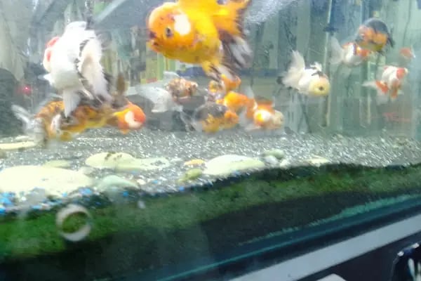 Asya Petshop - Resim 12