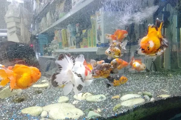 Asya Petshop - Resim 6