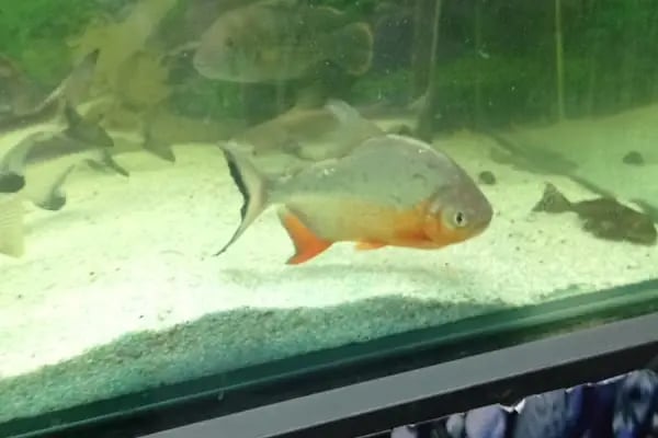 Asya Petshop - Resim 18
