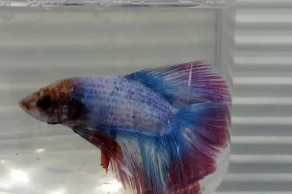 Asya Petshop - Resim 3