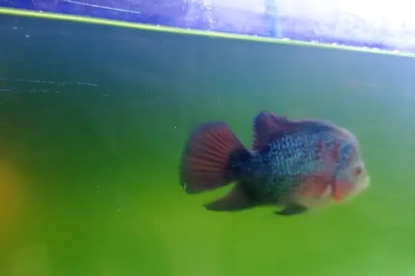Asya Petshop - Resim 15