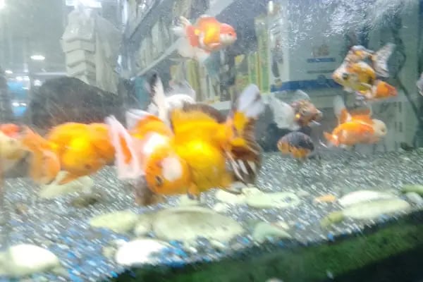 Asya Petshop - Resim 7